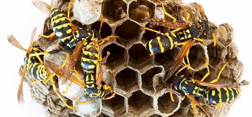 Guepes jardin ennemi ami, guêpe jardin utilise, guêpe jardin dangers