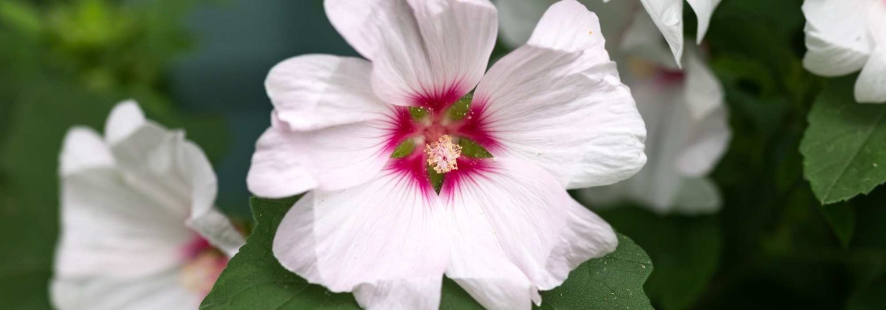 Associer les roses trémières