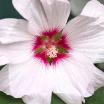 1000 Graines De Roses Trémières Rouges - Fleurs Bisannuelles, Hautes, Attirent Les Pollinisateurs, Pour Jardin