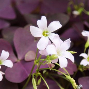 Cultiver des oxalis en pot