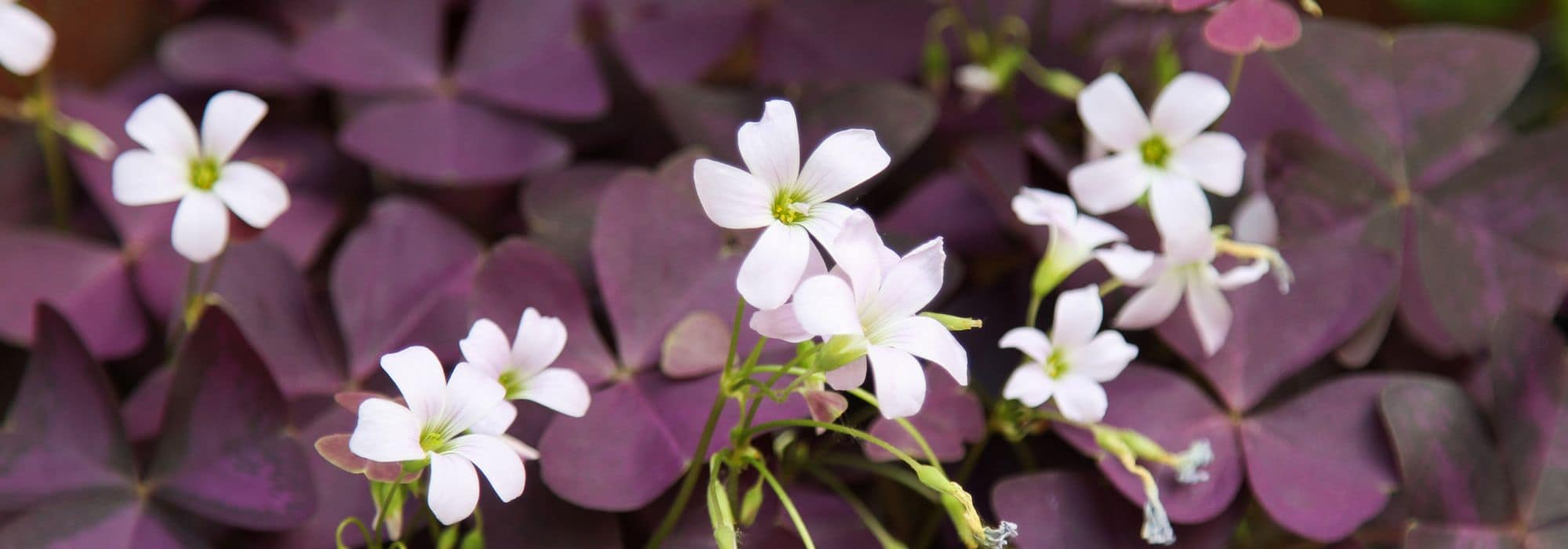 Cultiver des oxalis en pot