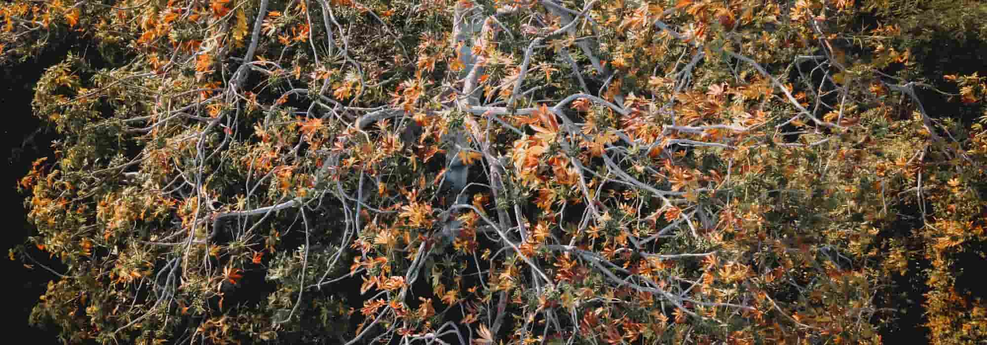 Les plantes les plus sensibles à la chaleur et à la sécheresse