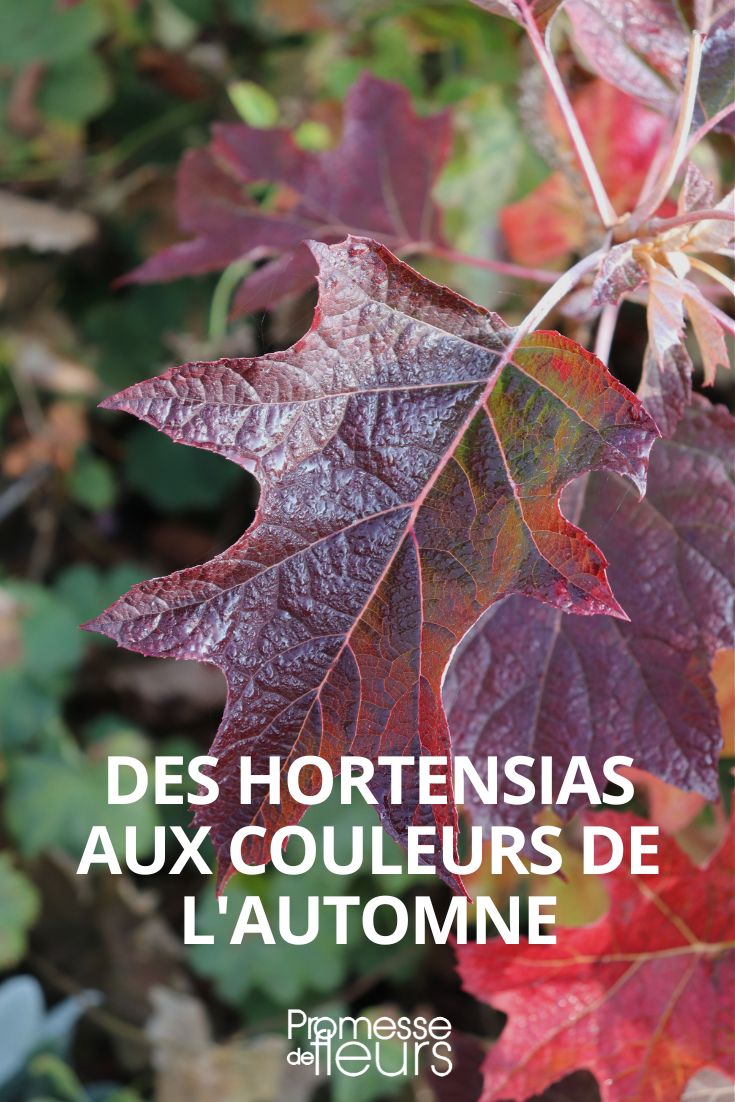 hortensia couleur automne