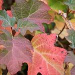 Les hortensias aux couleurs de l'automne