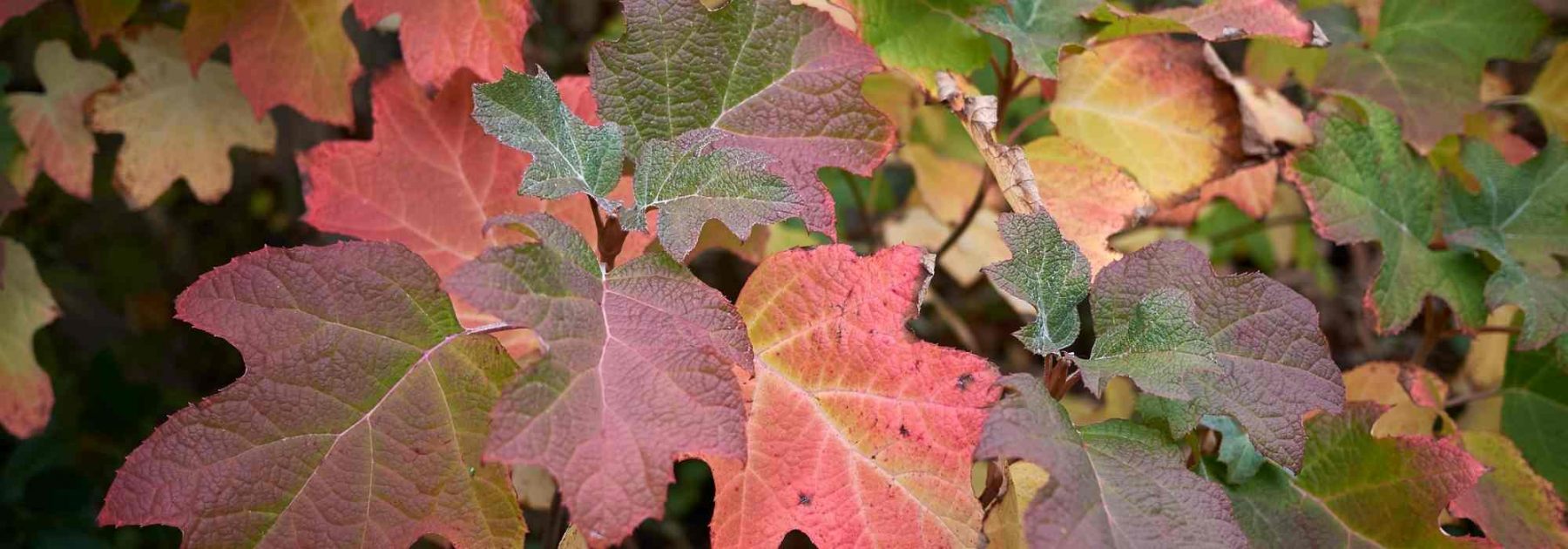 Les hortensias aux couleurs de l'automne