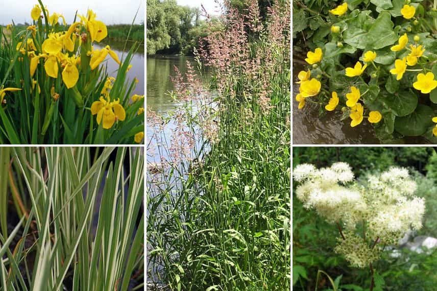 associer phalaris bord de berge