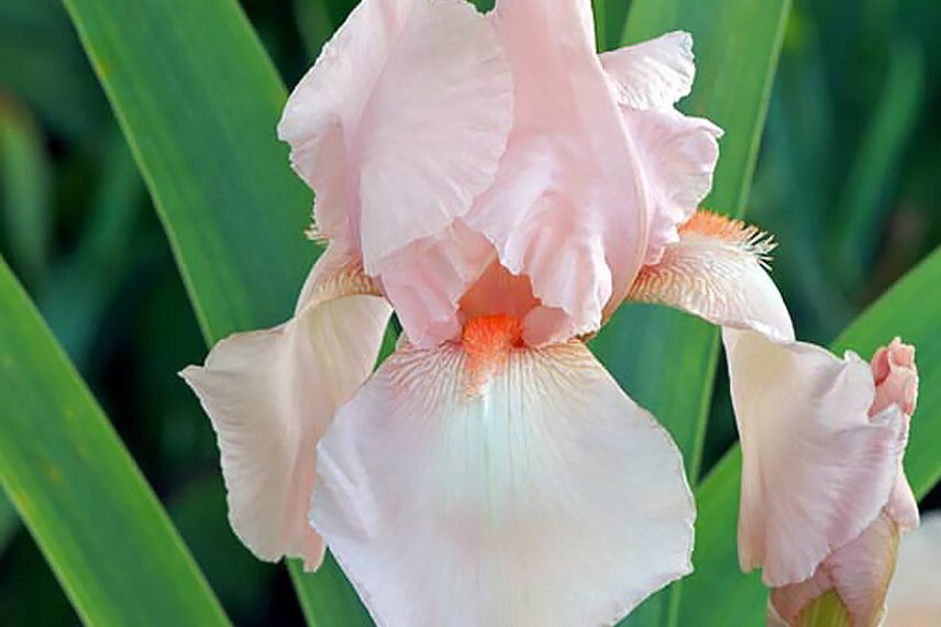 iris rose resistant a la secheresse