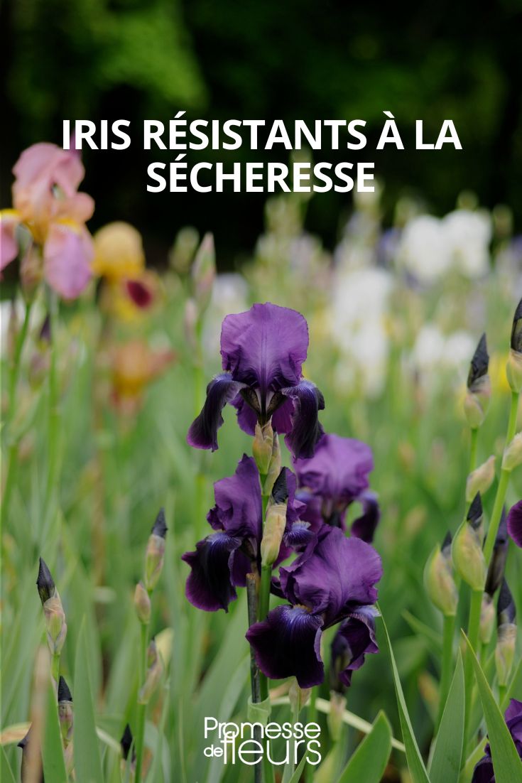 iris resistant a la secheresse