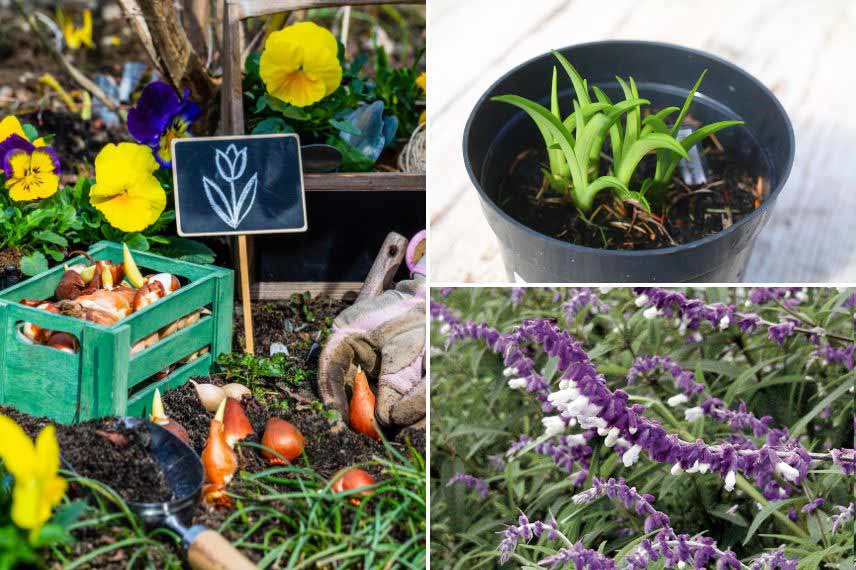 Comment savoir si un hérisson vit au jardin ? - Promesse de Fleurs