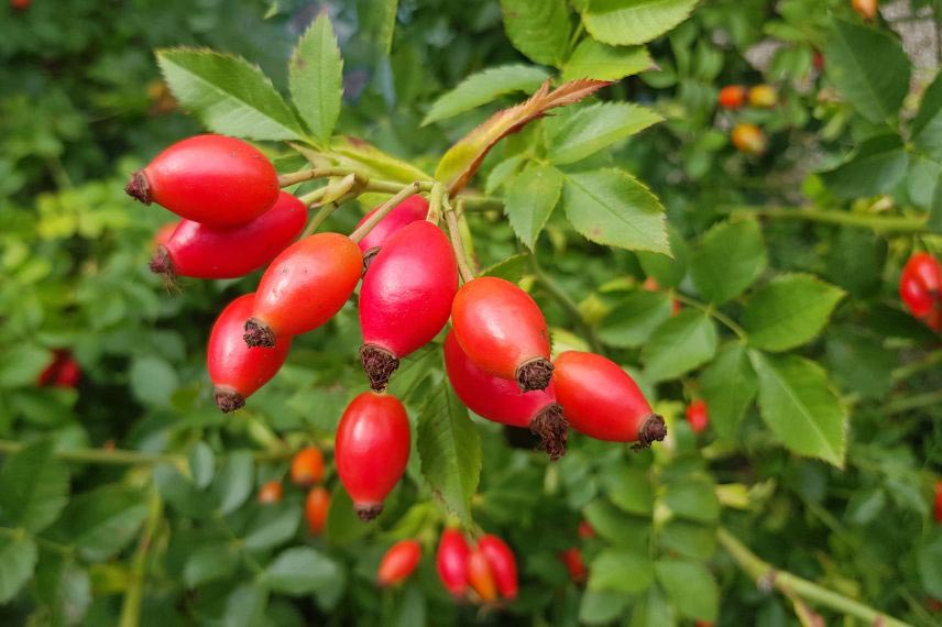 jardinage octobre