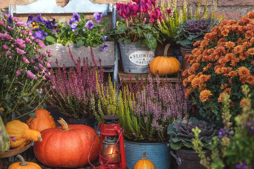 jardinage octobre