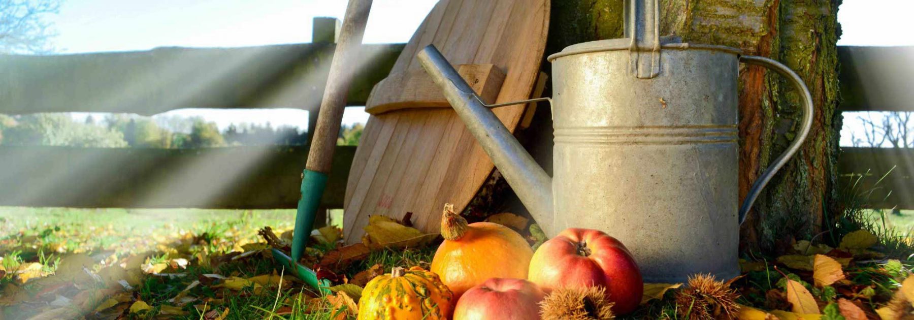 Que faire au jardin en octobre ?