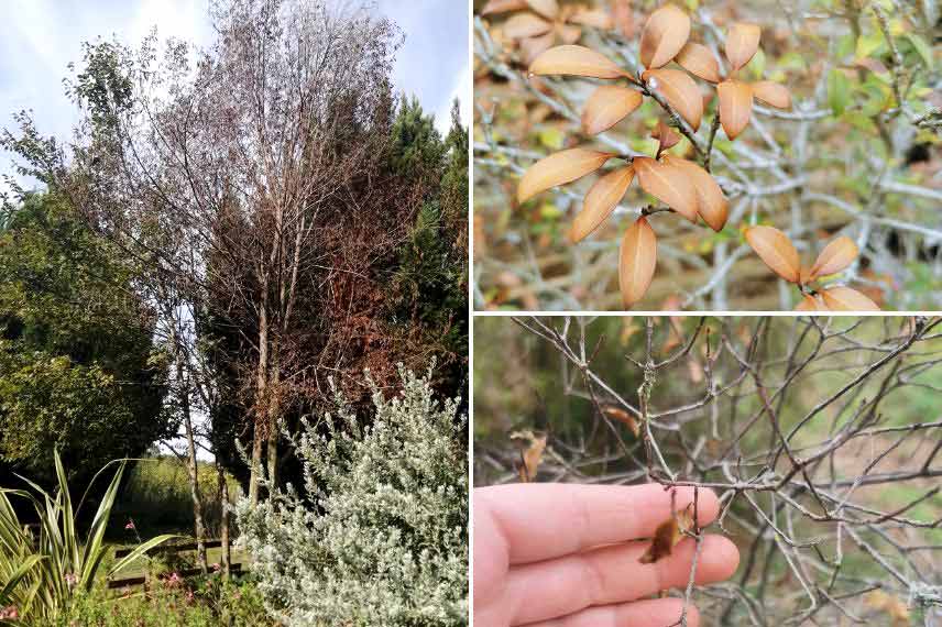 comment sauver les plantes après la sécheresse