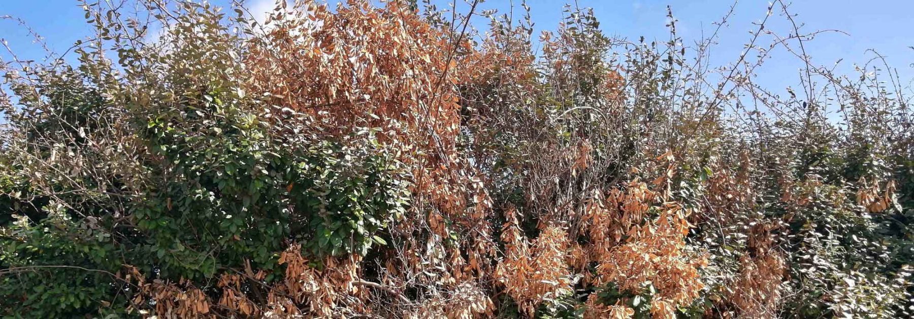 Gel au balcon, plantes en danger - Jardins de France