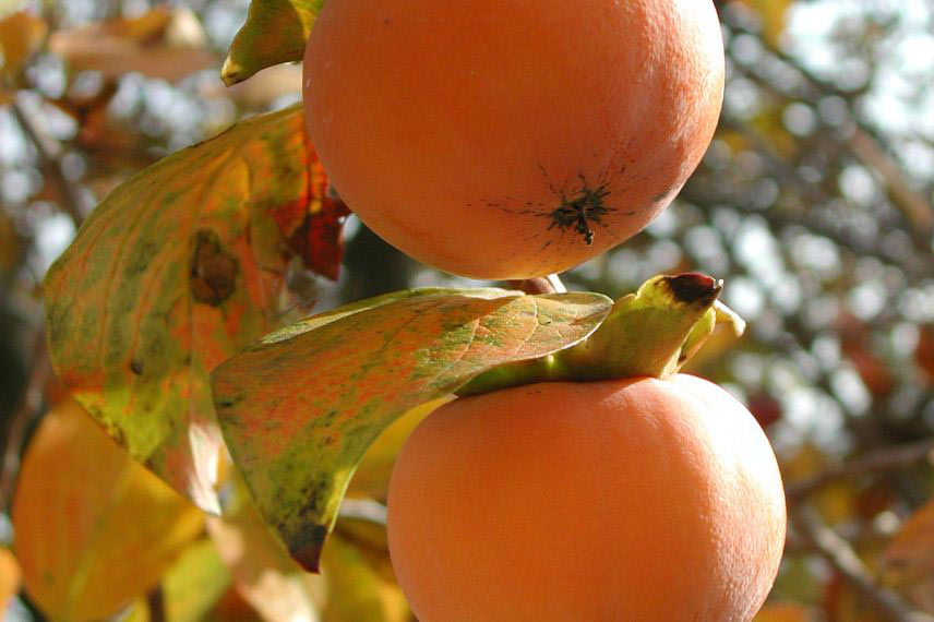 Maladies et parasites du Kaki