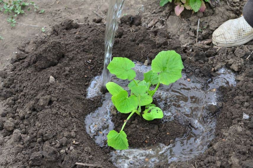 légumes gourmands en eau