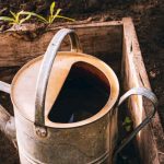 Potager : les légumes les plus gourmands en eau