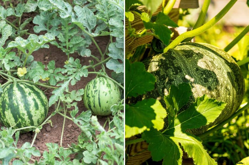 légumes gourmands en eau