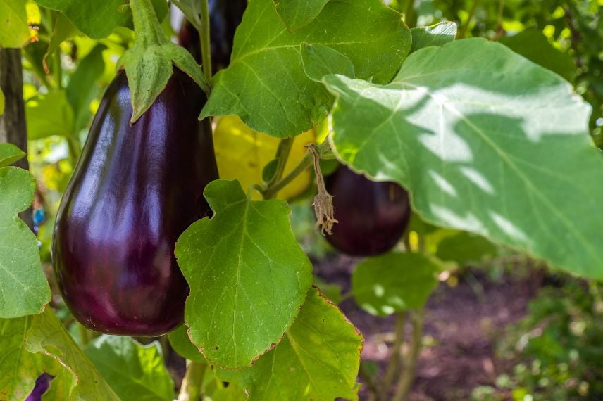 légumes gourmands en eau