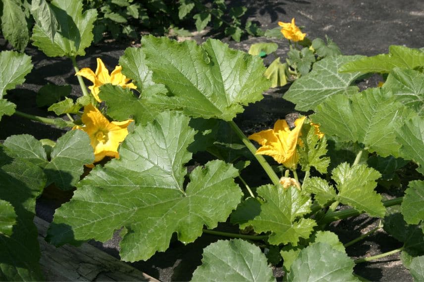 légumes gourmands en eau