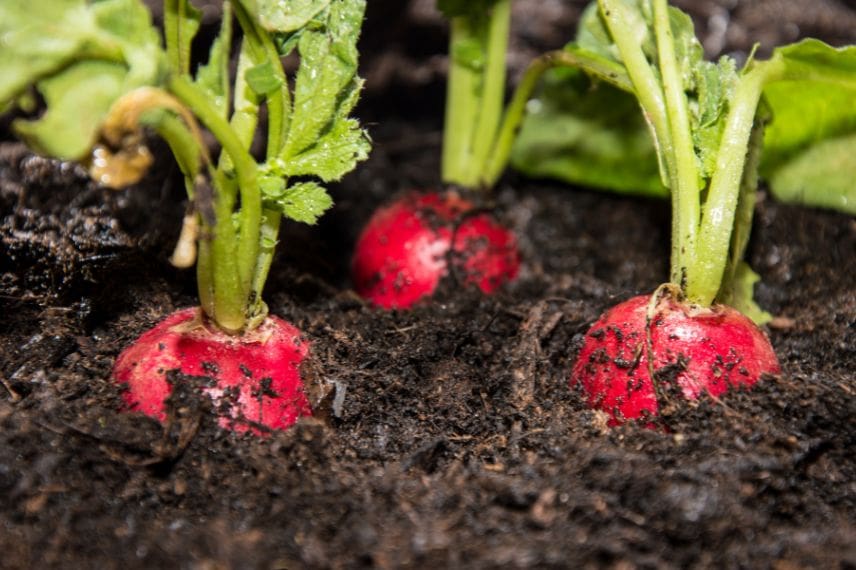 légumes gourmands en eau