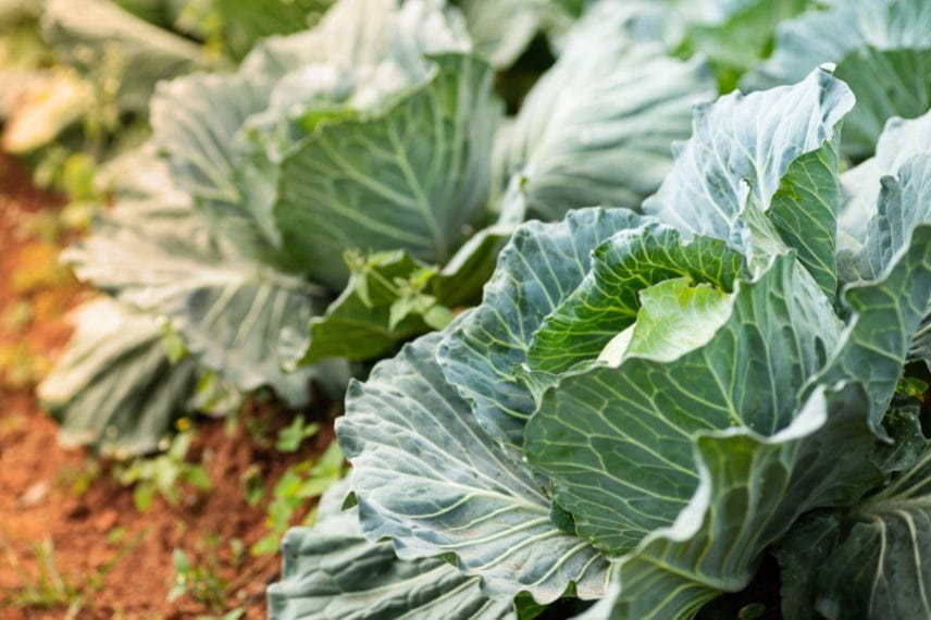 légumes gourmands en eau