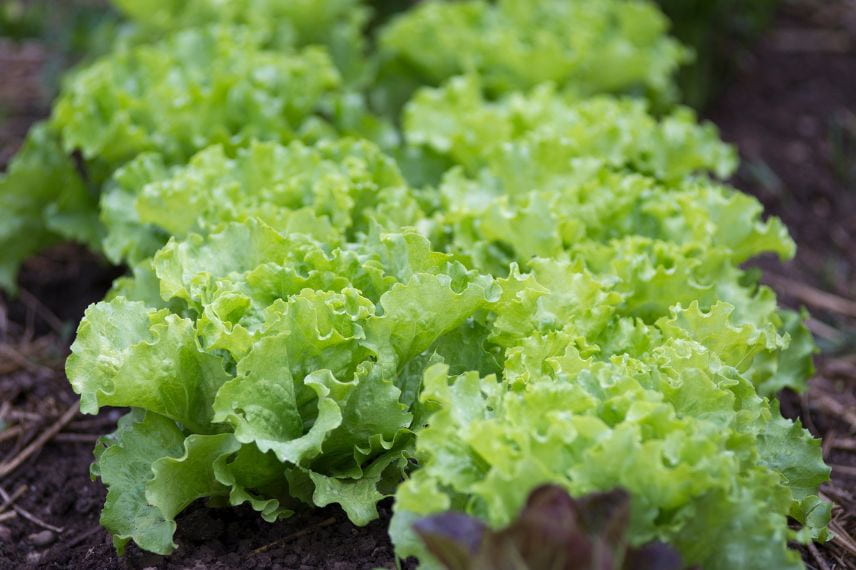 légumes gourmands en eau