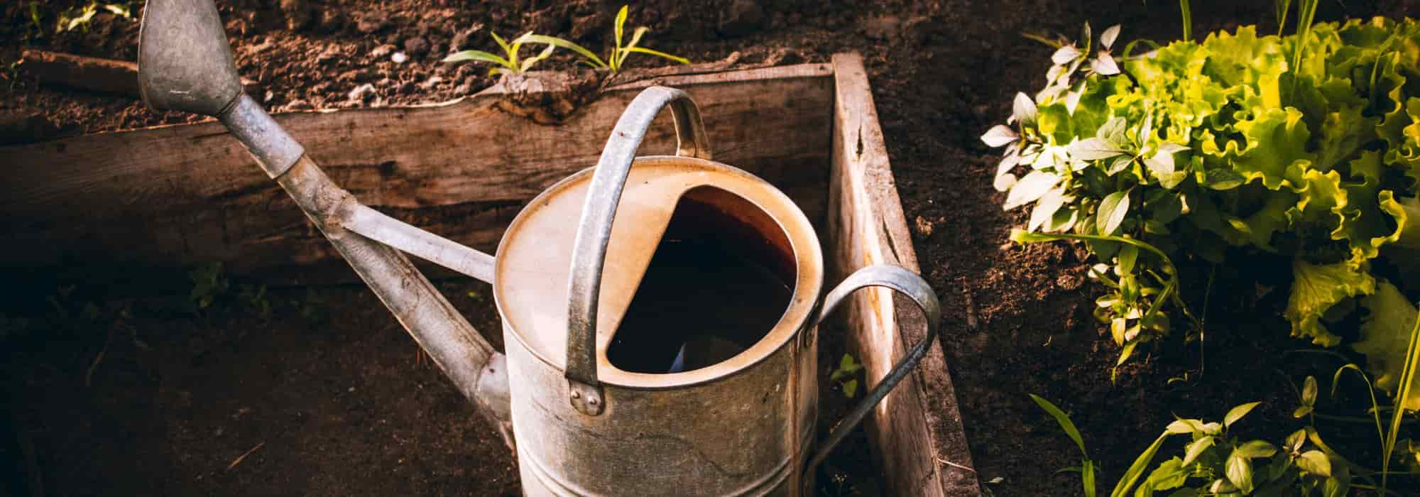 Potager : les légumes les plus gourmands en eau