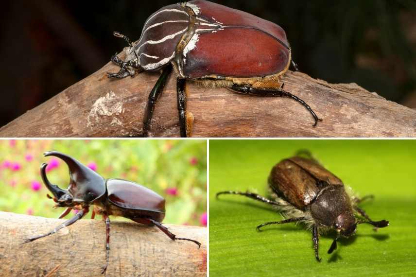 scarabee ami ennemi jardin