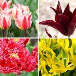 Nouveautés Tulipes automne 2022 : nos coups de cœur !