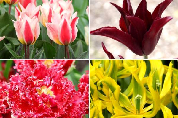 Nouveautés Tulipes automne 2022 : nos coups de cœur !