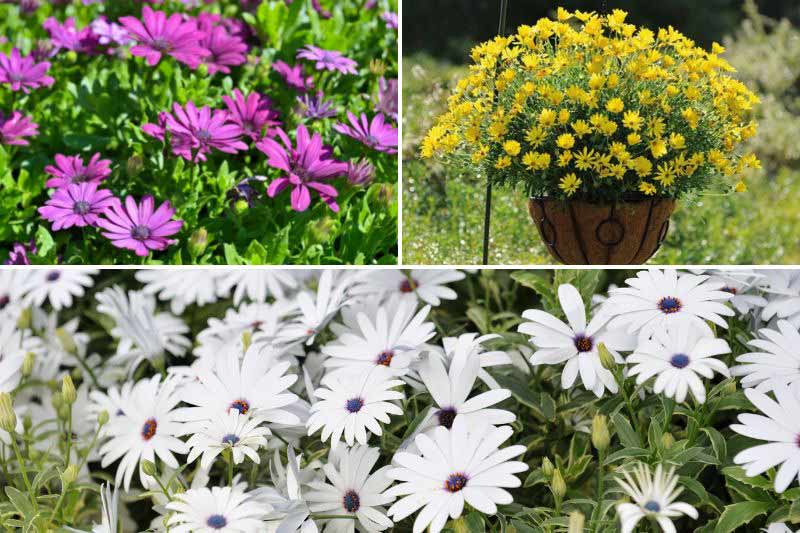 Bouturer un Osteospermum ou Marguerite du Cap