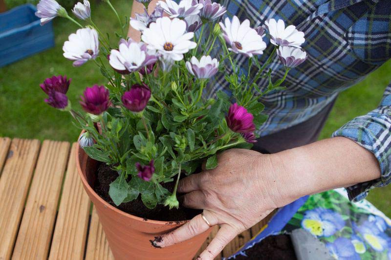 Osteospermum Marguerite du cap