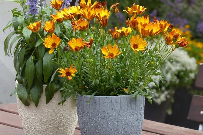 Osteospermum culture en pot, osteospermum jardiniere, marguerite du cap pot balcon jardiniere