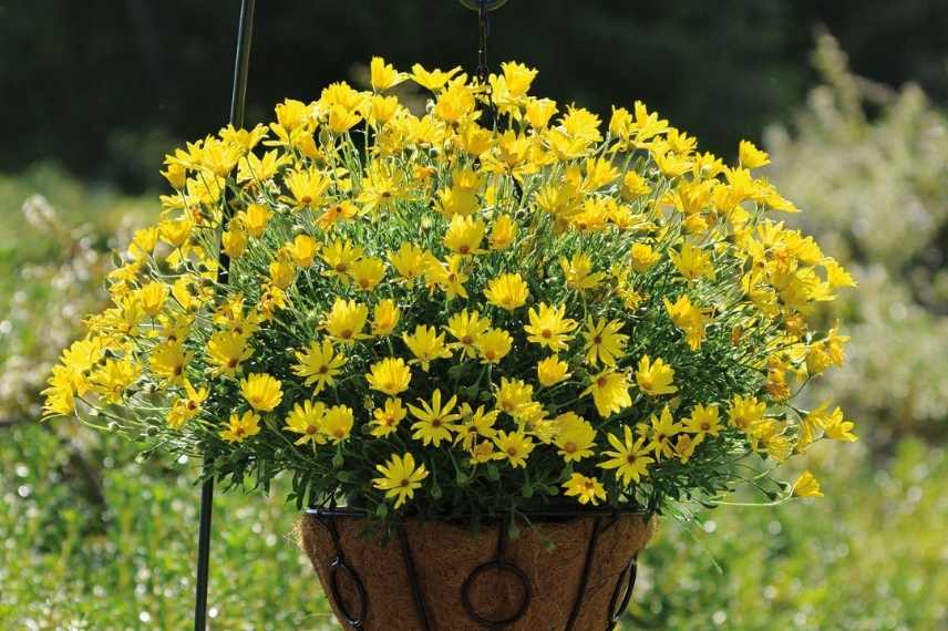 Osteospermum culture en pot, osteospermum jardiniere, marguerite du cap pot balcon jardiniere