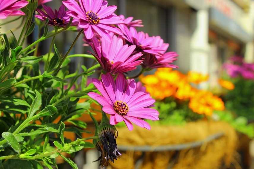 Osteospermum culture en pot, osteospermum jardiniere, marguerite du cap pot balcon jardiniere