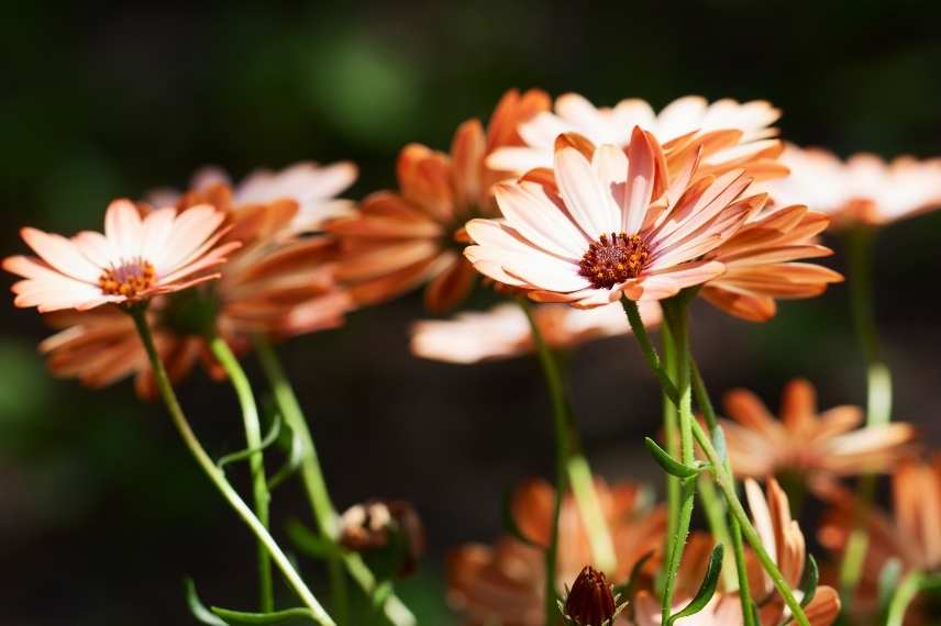 Osteospermum culture en pot, osteospermum jardiniere, marguerite du cap pot balcon jardiniere