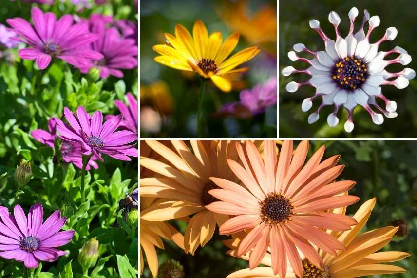 Osteospermum culture en pot, osteospermum jardiniere, marguerite du cap pot balcon jardiniere