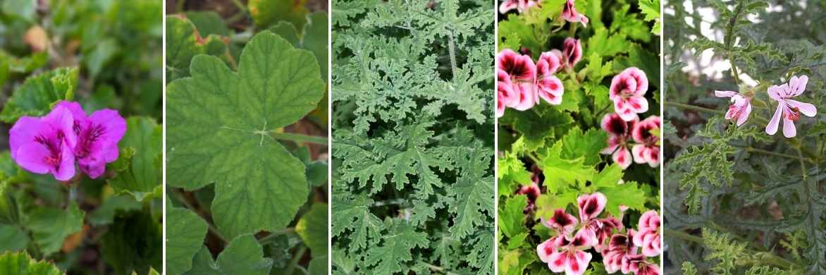 Geranium Pelargonium odorant parfumé anti moustique