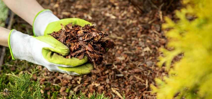 planter plantation en automne, pourquoi planter en automne