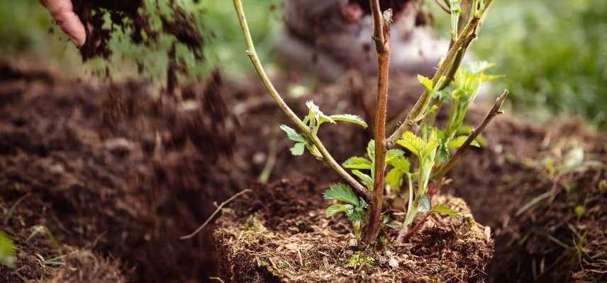 planter plantation en automne, pourquoi planter en automne