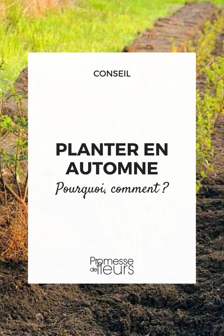 planter en automne pourquoi, comment