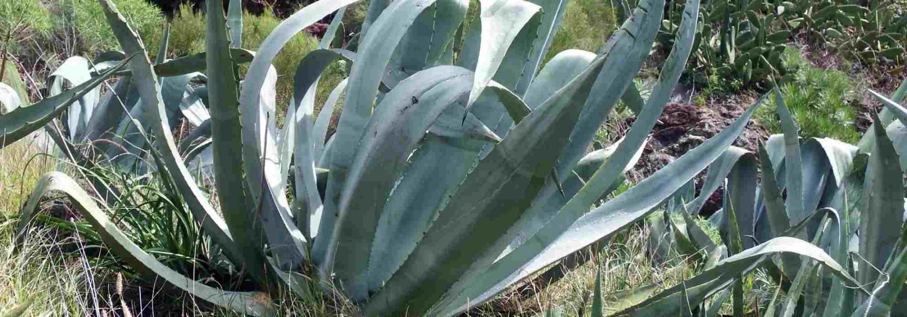 7 plantes succulentes rustiques