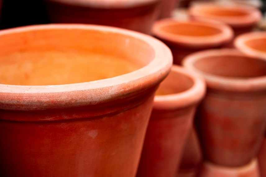 geranium vivace en pot cultiver culture