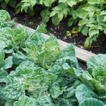 Vague de chaleur : comment entretenir (sauvegarder) son potager ?