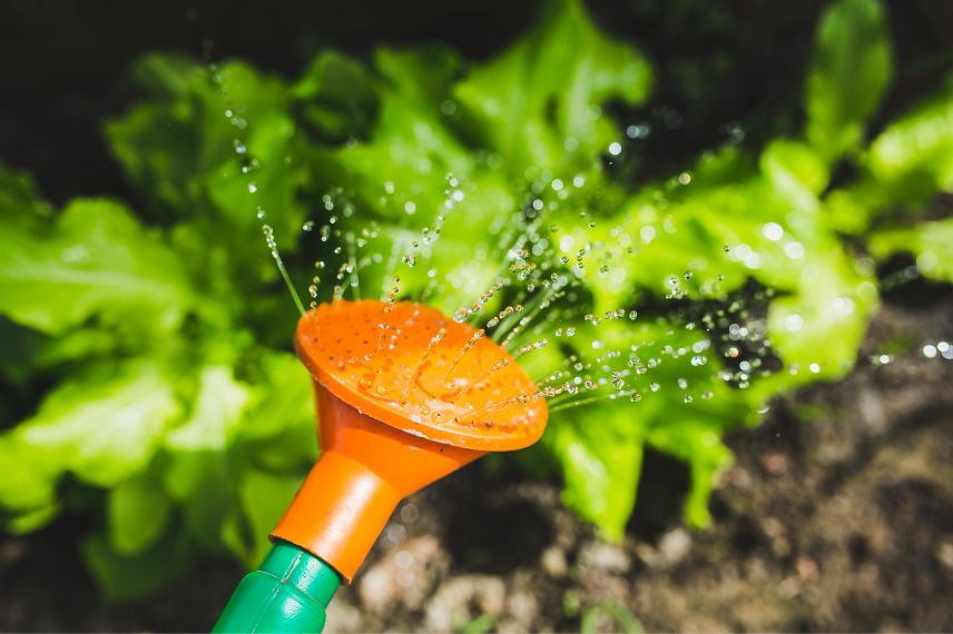 potager chaleur 