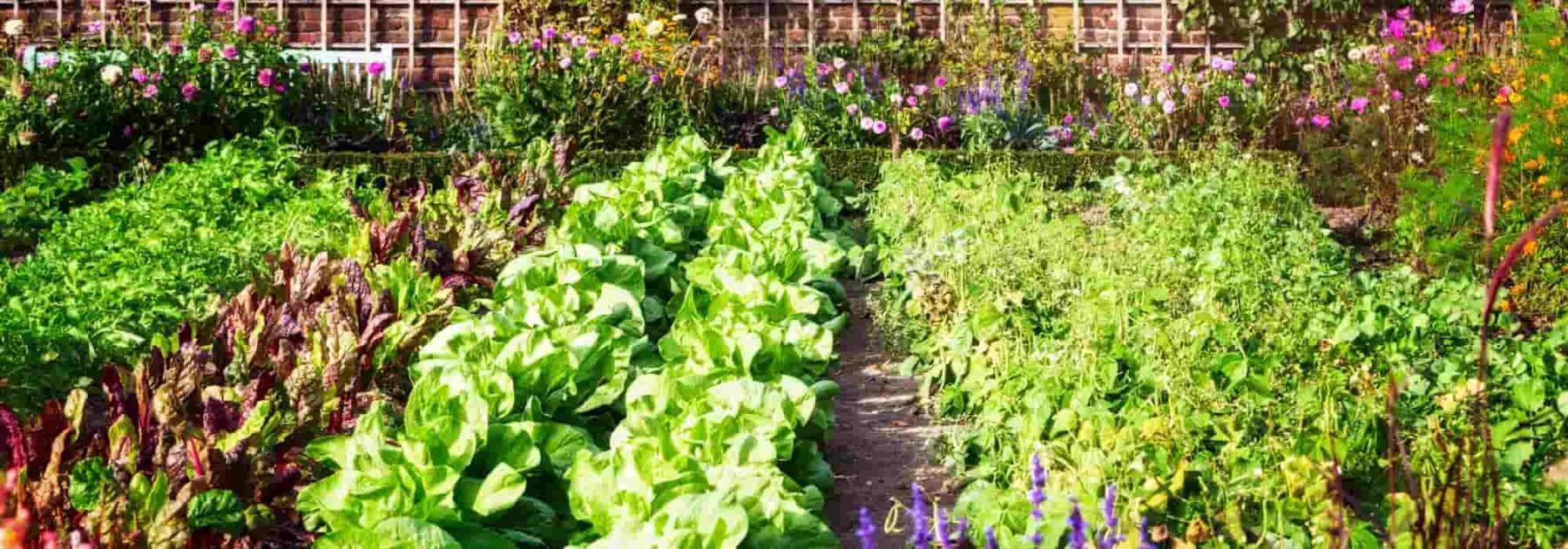 Le filet de protection jardin pour protéger votre potager des