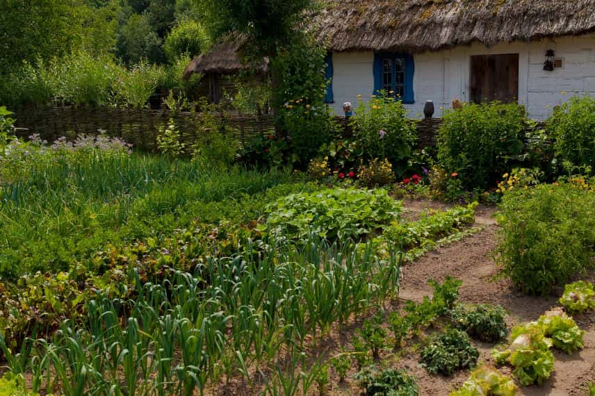 potager fertile