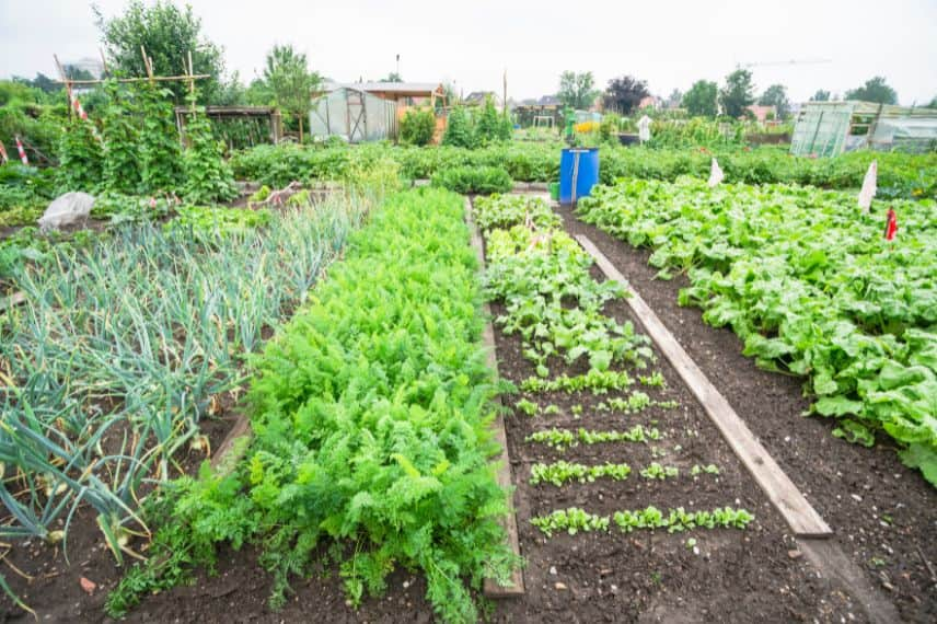 potager fertile