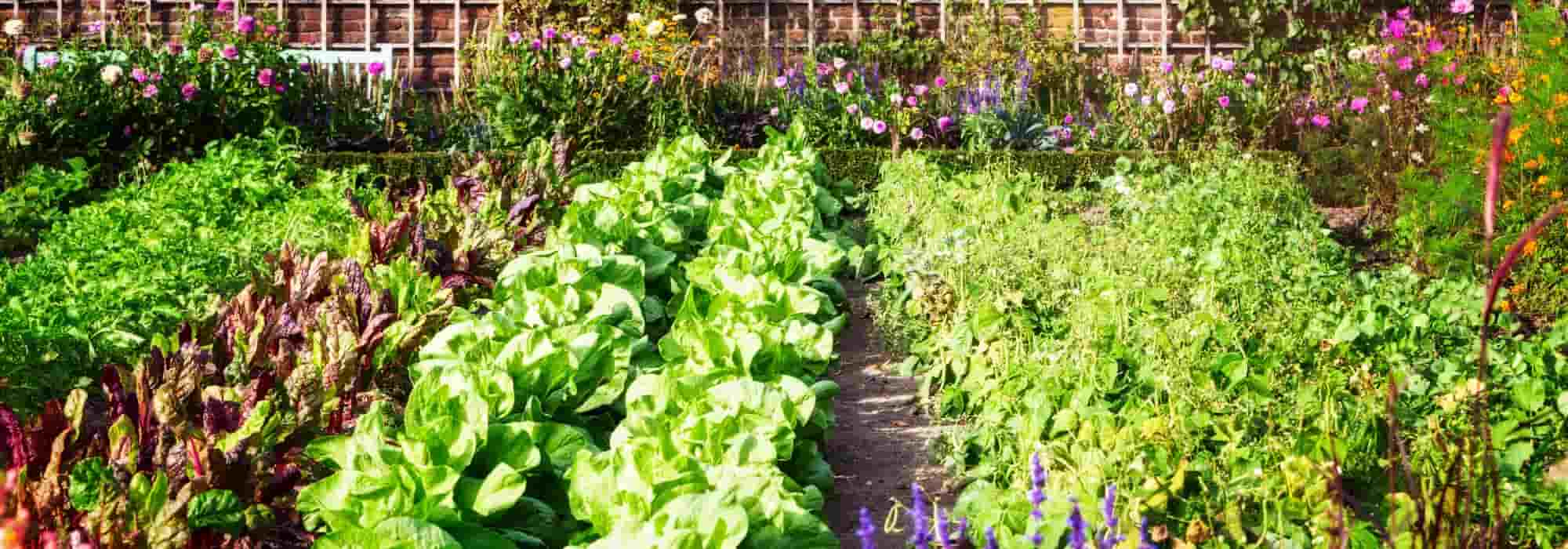 Comment améliorer naturellement les récoltes dans son potager ?